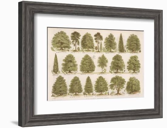 Chart of British Forest Trees-null-Framed Photographic Print