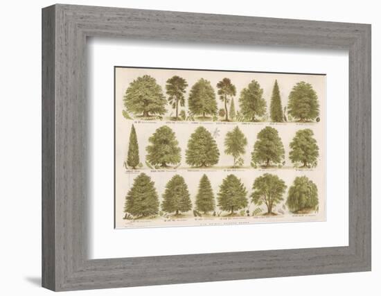 Chart of British Forest Trees-null-Framed Photographic Print