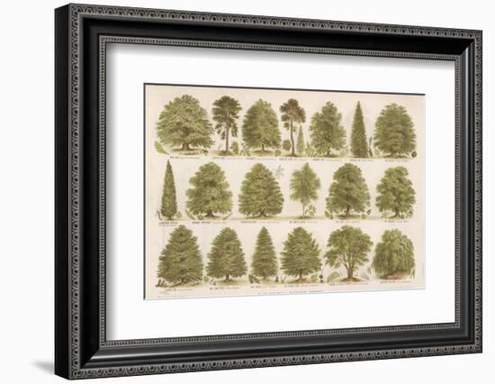 Chart of British Forest Trees-null-Framed Photographic Print