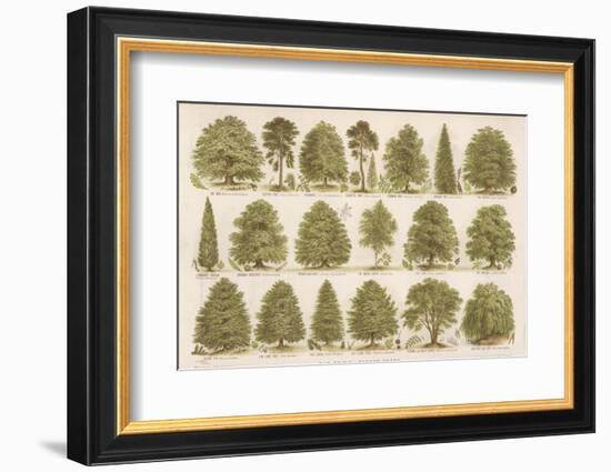 Chart of British Forest Trees-null-Framed Photographic Print