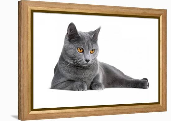 Chartreux Cat-Fabio Petroni-Framed Premier Image Canvas