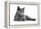 Chartreux Cat-Fabio Petroni-Framed Premier Image Canvas