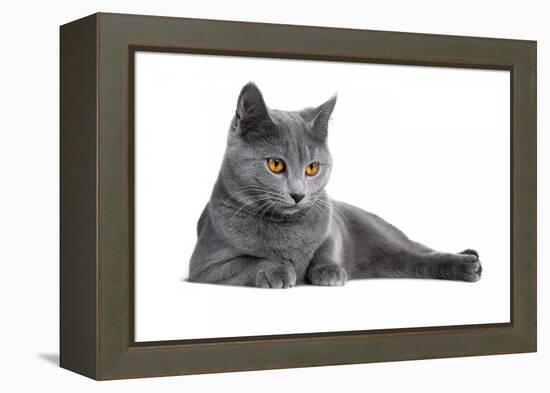 Chartreux Cat-Fabio Petroni-Framed Premier Image Canvas