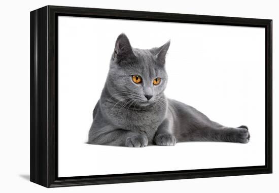 Chartreux Cat-Fabio Petroni-Framed Premier Image Canvas