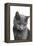 Chartreux Cat-Fabio Petroni-Framed Premier Image Canvas