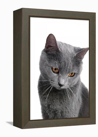 Chartreux Cat-Fabio Petroni-Framed Premier Image Canvas