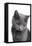 Chartreux Cat-Fabio Petroni-Framed Premier Image Canvas