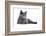 Chartreux Cat-Fabio Petroni-Framed Photographic Print