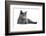 Chartreux Cat-Fabio Petroni-Framed Photographic Print