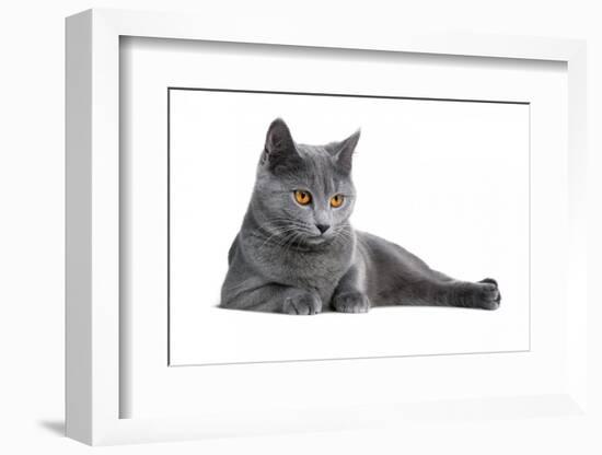 Chartreux Cat-Fabio Petroni-Framed Photographic Print