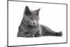 Chartreux Cat-Fabio Petroni-Mounted Photographic Print