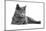 Chartreux Cat-Fabio Petroni-Mounted Photographic Print