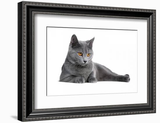 Chartreux Cat-Fabio Petroni-Framed Photographic Print