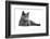 Chartreux Cat-Fabio Petroni-Framed Photographic Print