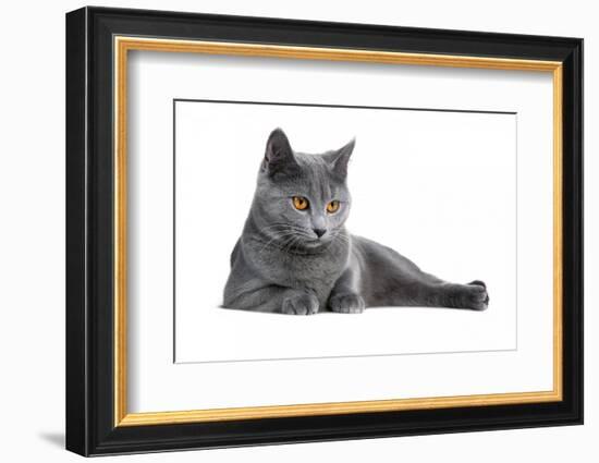 Chartreux Cat-Fabio Petroni-Framed Photographic Print