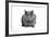 Chartreux Cat-Fabio Petroni-Framed Photographic Print