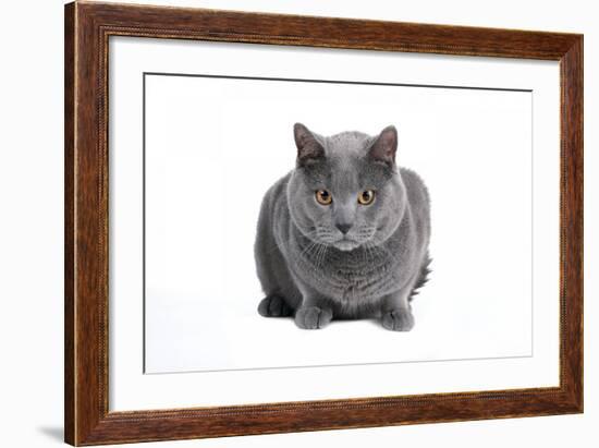 Chartreux Cat-Fabio Petroni-Framed Photographic Print