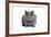 Chartreux Cat-Fabio Petroni-Framed Photographic Print