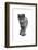 Chartreux Cat-Fabio Petroni-Framed Photographic Print