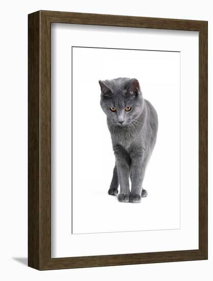 Chartreux Cat-Fabio Petroni-Framed Photographic Print