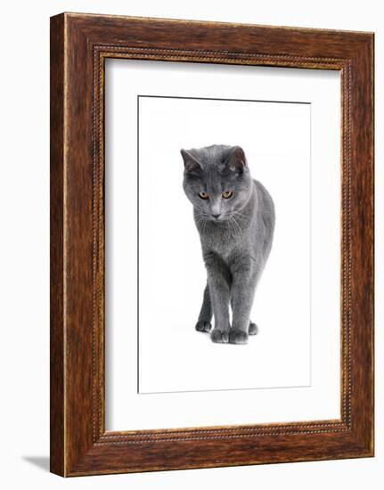 Chartreux Cat-Fabio Petroni-Framed Photographic Print