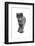 Chartreux Cat-Fabio Petroni-Framed Photographic Print