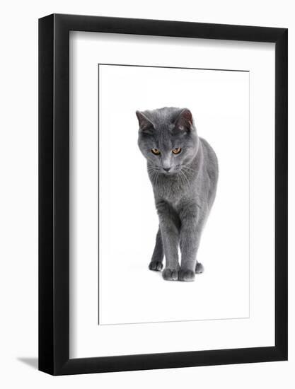 Chartreux Cat-Fabio Petroni-Framed Photographic Print