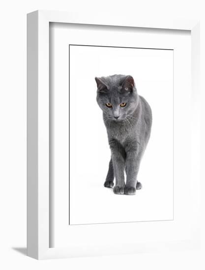 Chartreux Cat-Fabio Petroni-Framed Photographic Print