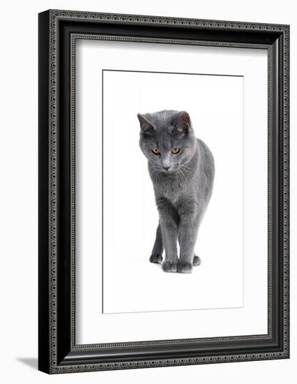 Chartreux Cat-Fabio Petroni-Framed Photographic Print