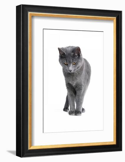 Chartreux Cat-Fabio Petroni-Framed Photographic Print