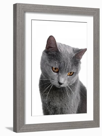 Chartreux Cat-Fabio Petroni-Framed Photographic Print