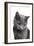 Chartreux Cat-Fabio Petroni-Framed Photographic Print