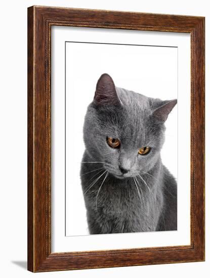 Chartreux Cat-Fabio Petroni-Framed Photographic Print