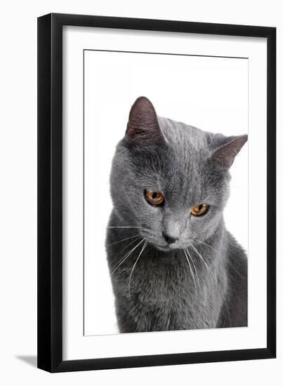 Chartreux Cat-Fabio Petroni-Framed Photographic Print