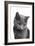 Chartreux Cat-Fabio Petroni-Framed Photographic Print