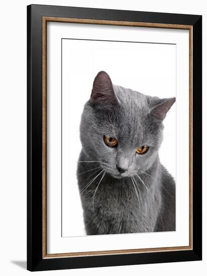 Chartreux Cat-Fabio Petroni-Framed Photographic Print