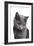 Chartreux Cat-Fabio Petroni-Framed Photographic Print