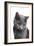 Chartreux Cat-Fabio Petroni-Framed Photographic Print