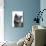 Chartreux Cat-Fabio Petroni-Photographic Print displayed on a wall