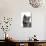 Chartreux Cat-Fabio Petroni-Photographic Print displayed on a wall