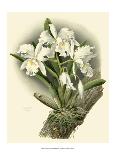 Dramatic Orchid I-Chas Storer-Stretched Canvas