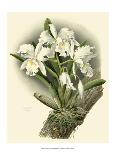 Dramatic Orchid I-Chas Storer-Framed Art Print