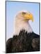 Premium Photographic Print
