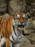 Bengal Tiger Snarling-Chase Swift-Photographic Print
