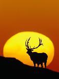Bull Elk Outlined by Sun-Chase Swift-Photographic Print