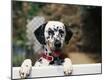Premium Photographic Print