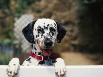 Dalmatian Looking over Fence-Chase Swift-Photographic Print