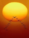 Geese Migrating-Chase Swift-Photographic Print