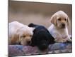 Premium Photographic Print