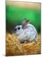 Photographic Print